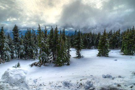 Mt. Hood Tree Line, Government Camp, Oregon